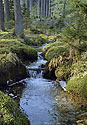 Creek - main link