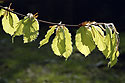 Beech leaves - main link