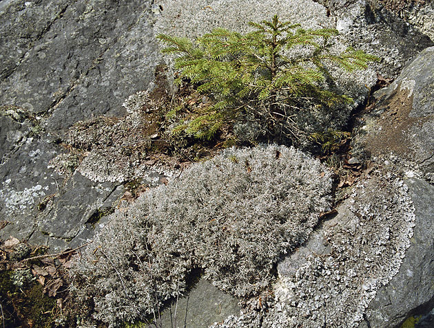 On the detritus - smaller format