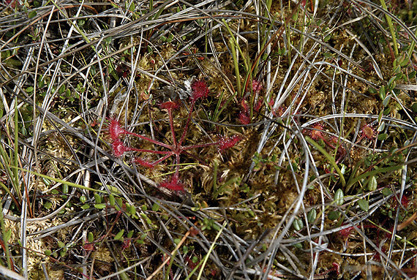 Sundew - smaller format