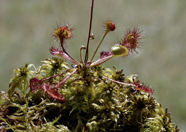 Sundew - smaller format