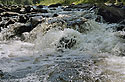 Rapids - main link