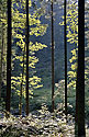Leaves - main link