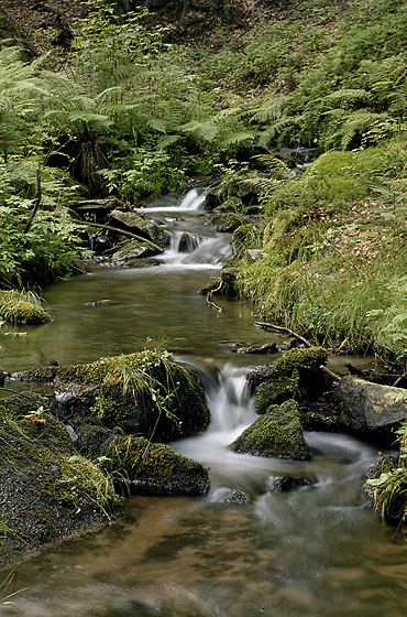 Creek - smaller format