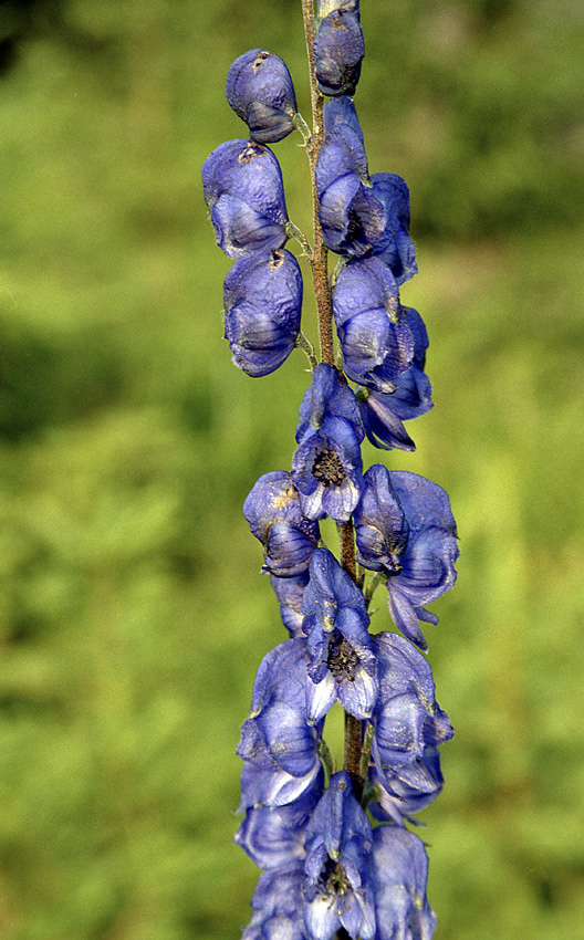 Aconitum callibotryon - larger format