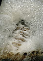 Foam - main link