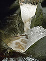 Dishpan - main link