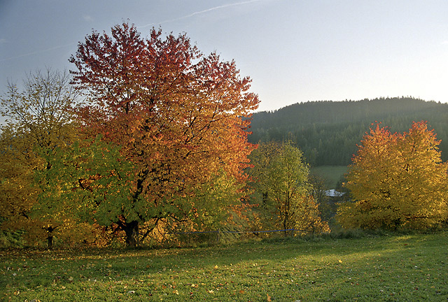 Autumn - smaller format