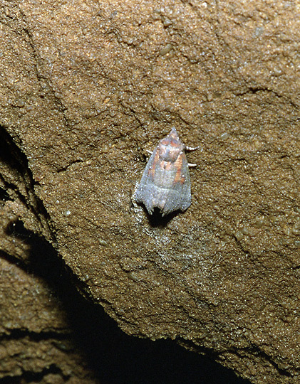 Moth - smaller format
