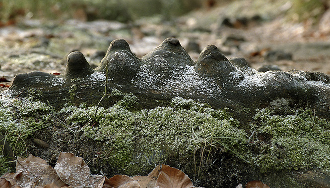 Root - smaller format