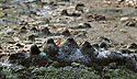 Roots - main link