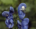 Crab Spider - main link