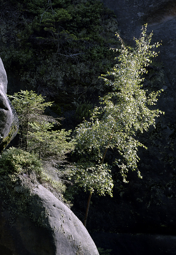 In a shady gorge - larger format