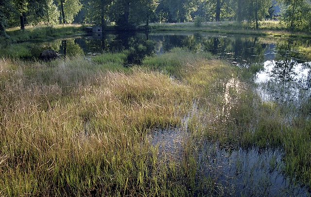 Little pond - smaller format