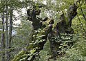 Decay - main link