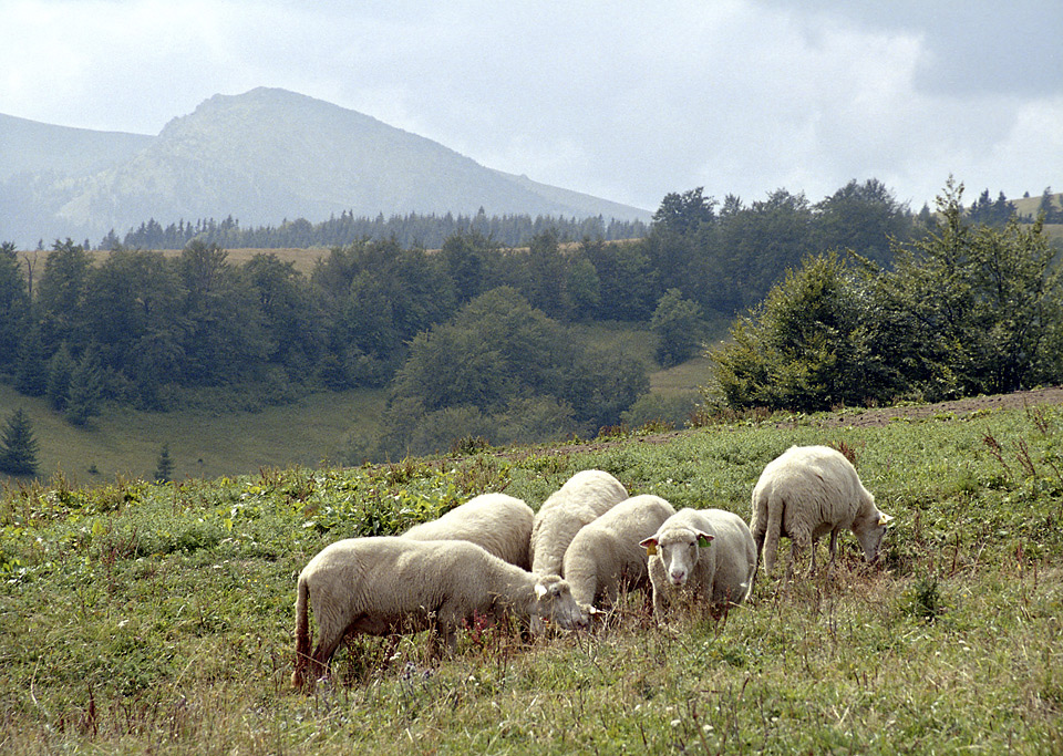 Pasture - larger format