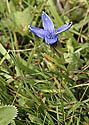 Fringed Gentian - main link