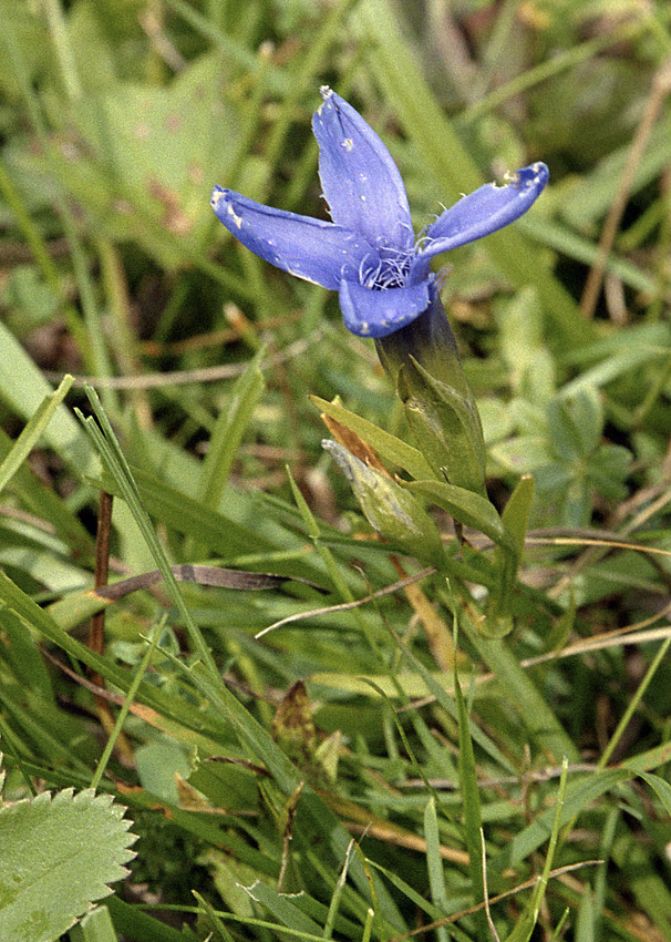 Fringed Gentian - larger format