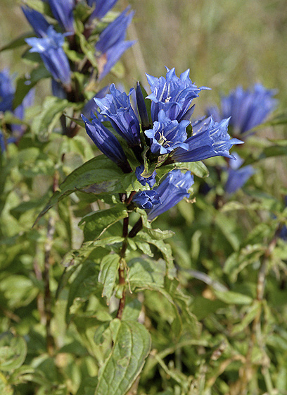 Gentian - smaller format
