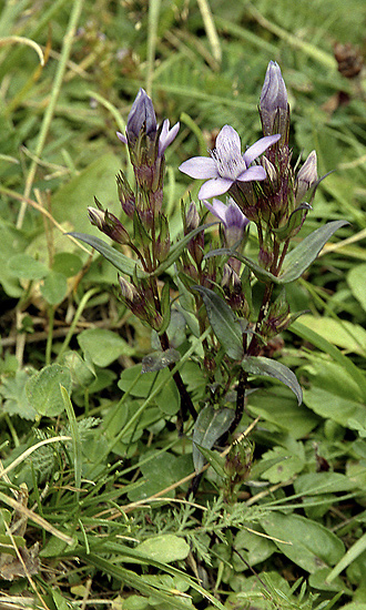 Gentianella amarella - smaller format