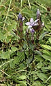 Gentianella amarella - main link