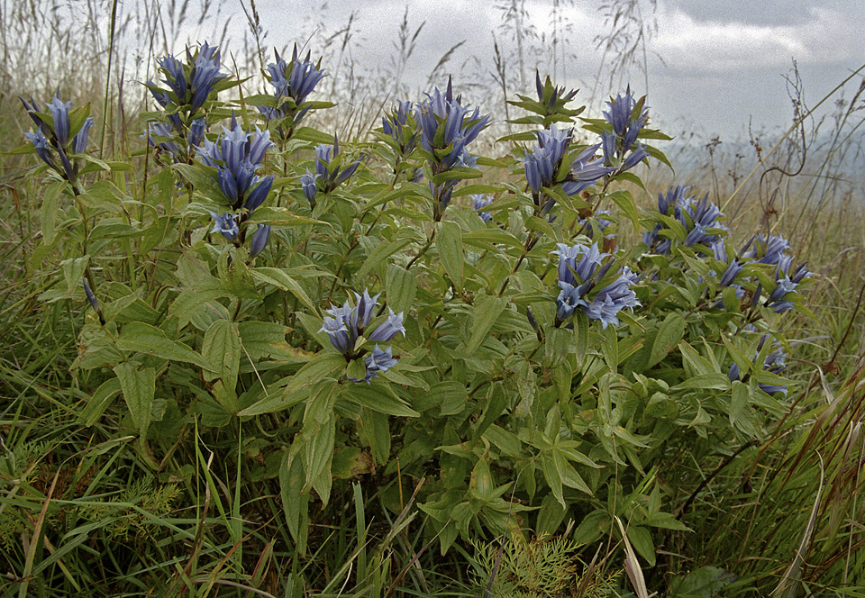 Gentian - larger format