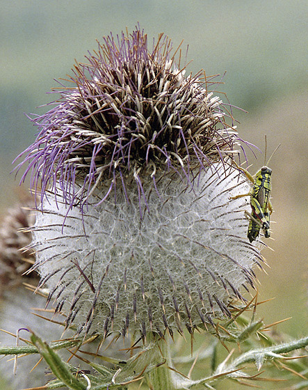 Miramella alpina - smaller format