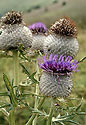 Thistles - main link