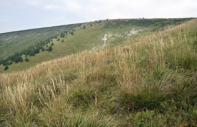 Southern slope of the "Flat Hill" - smaller format