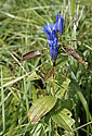 Gentian - main link