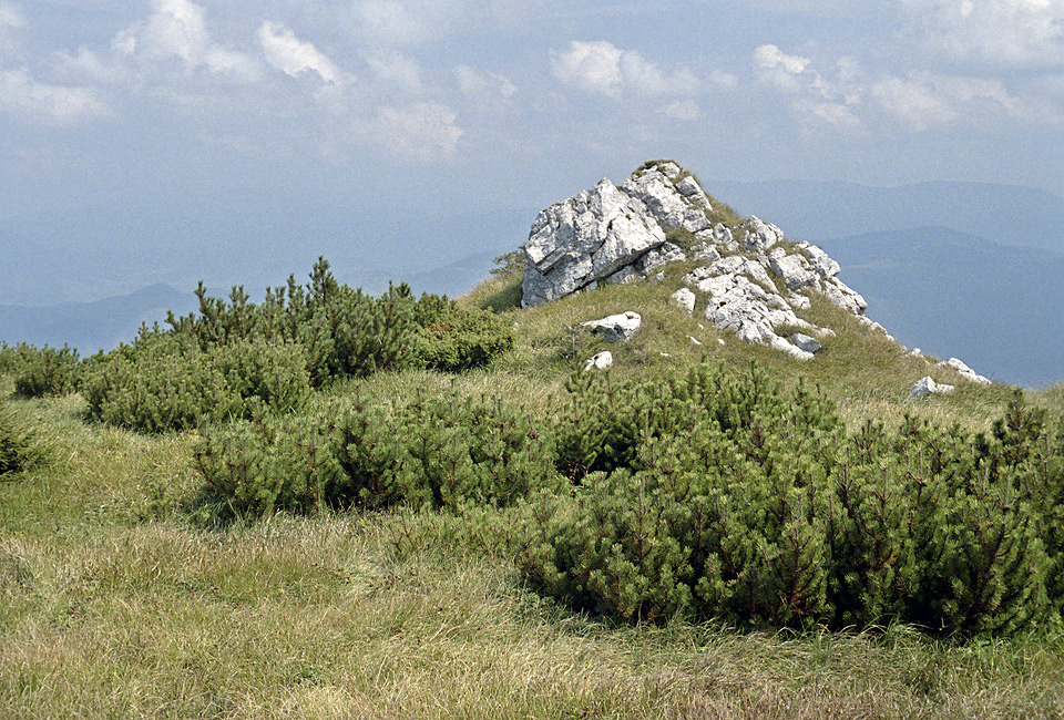 On the "Dry Hill" - larger format
