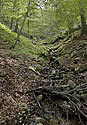 In the gorge - main link