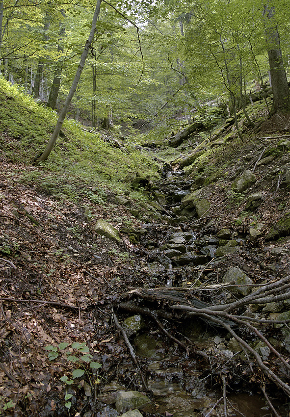 In the gorge - larger format