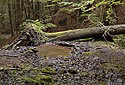 Mud - main link