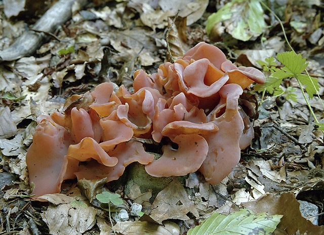 Tremiscus helvelloides - smaller format