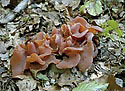 Tremiscus helvelloides - main link