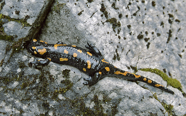Salamander - smaller format