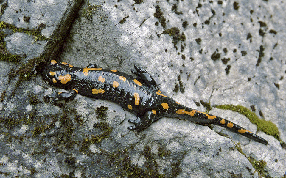 Salamander - larger format