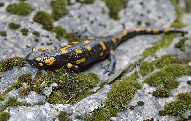 Salamander - smaller format