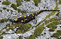 Salamander - main link