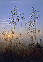 Awaiting the sunset - main link