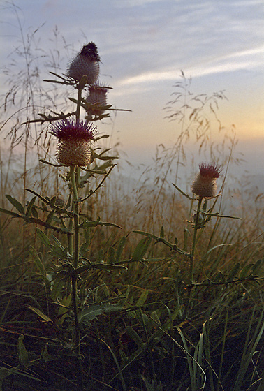 Awaiting the sunset - smaller format