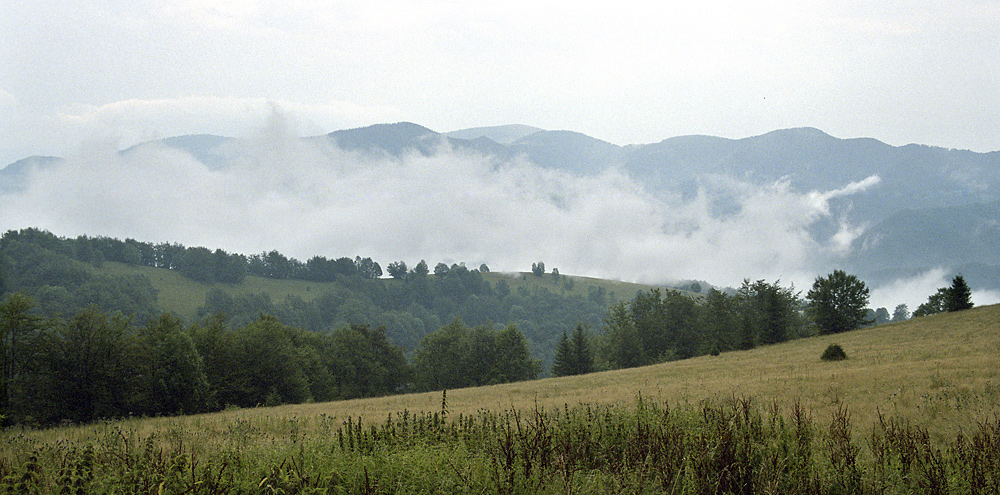 Vapour after rain - larger format