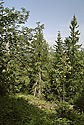 Jungle - main link