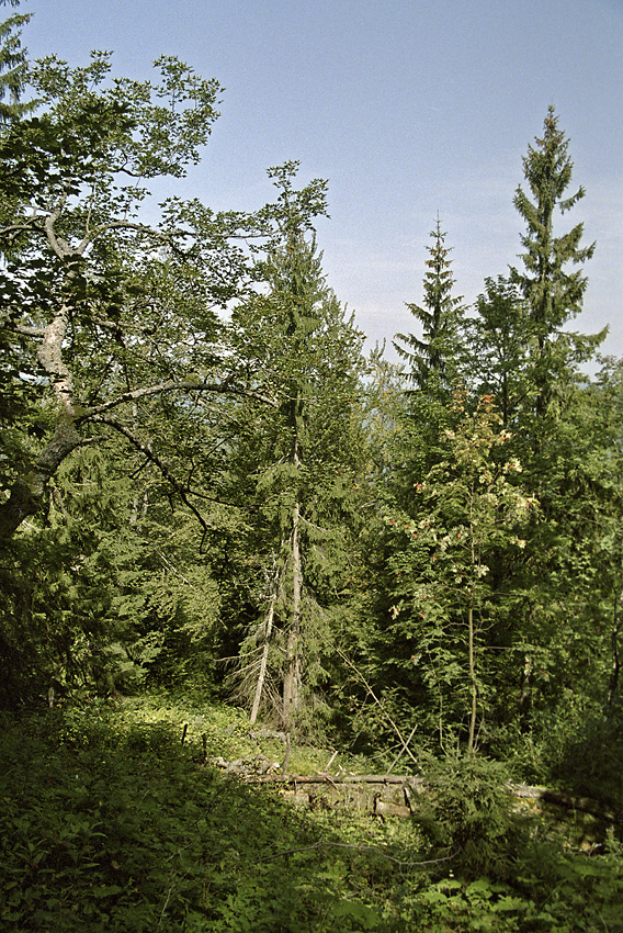 Jungle - larger format