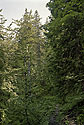 Jungle - main link