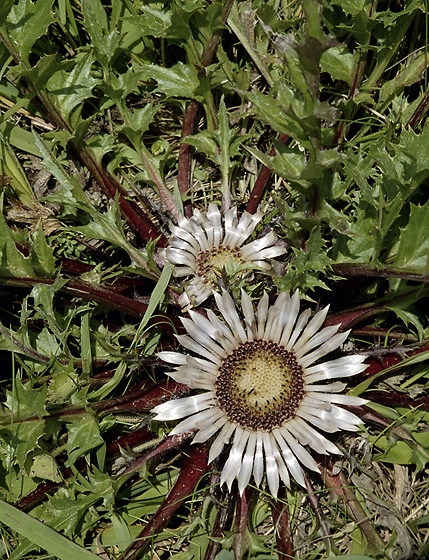 Carline thistle - smaller format