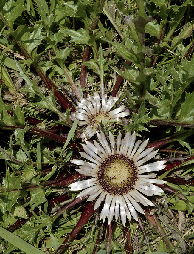 Carline thistle - larger format