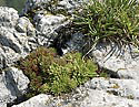 Houseleeks - main link