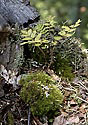 On the old tree - main link